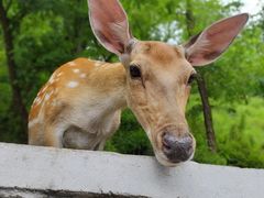 -大连森林动物园