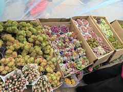 -中环花鸟鱼虫市场