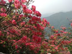 -木兰云雾山