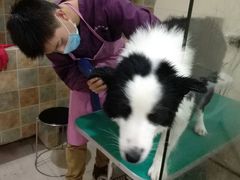 -佳雯宠物医院(四明中路分院)