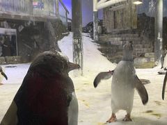 -悉尼海洋生物水族馆