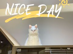 -猫域·湾主题猫咖·宠物吧(南坪城市广场店)