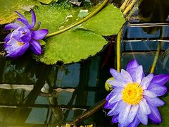 -国家植物园南园