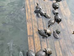 -南普陀寺