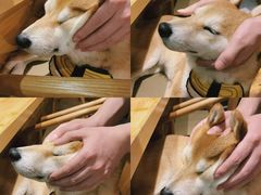 -柴务处·柴犬主题狗咖