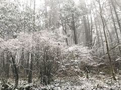 -武陵山森林公园