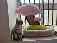 -爱侣宠医·鹦鹉专科·小型哺乳类·异宠专科(灵石路店)