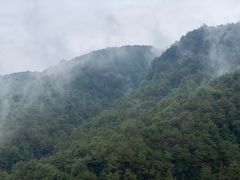 -铁山坪森林公园