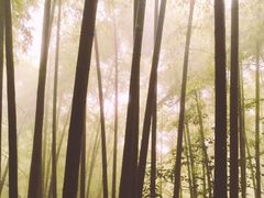 景点-东天目山风景区