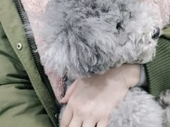 -宠福鑫康馨动物医院·骨科·眼科