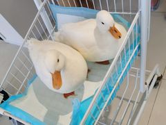 -怪兽屋·羊驼·猫咖·狗咖(俊华广场店)