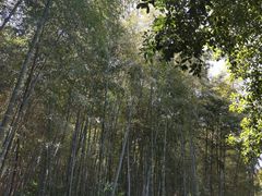 -上海佘山国家森林公园天马山园