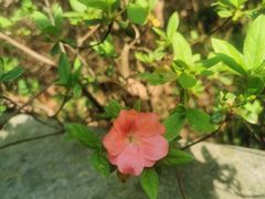 -杭州植物园