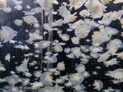 -太平洋海底世界