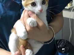 -瑞派先诺宠物医院•猫专科•普外科•中兽医(佛山院)