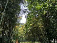 -上海佘山国家森林公园天马山园