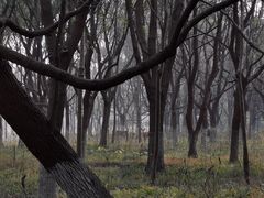 -东平国家森林公园