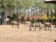 -大连森林动物园