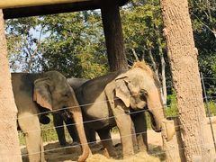 -清迈夜间动物园