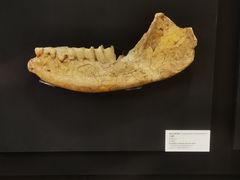 -北京周口店北京人遗址博物馆