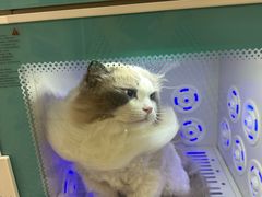 -momokira米努特·德文卷毛猫·棉花面纱犬