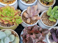 -金陵花卉交易市场