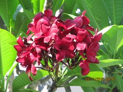 -槟城观音庙(Goddess of Mercy)