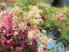 -深圳国际园林花卉博览园