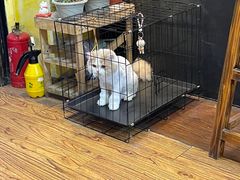 -志龙皇冠吃货椰子铺