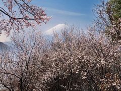 -顾村公园