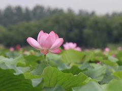 -荷塘月色湿地公园·向阳花洲