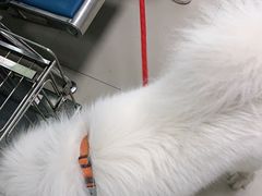 -申普宠物医院·眼科·心内科·影像科(普陀分院)