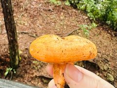 -原肖村桥卤煮(旧宫东路店)