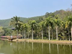 -西双版纳原始森林公园