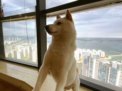 -柴犬小屋·柴餐厅·狗咖食堂(金鼎广场店)