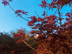 -广州市帽峰山景区