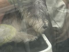 -它主义宠物(梁溪万达店)