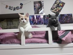 -猫宠乐园·专业洗护