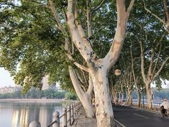-李公堤