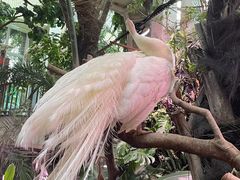 -正佳雨林生态植物园