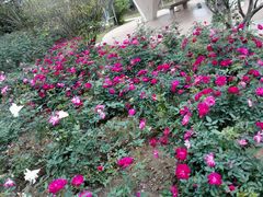 -人民公园(罗湖区)