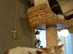 -共舞时光猫咖·狗咖(新街口店)