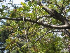 -西安青龙寺遗址景区