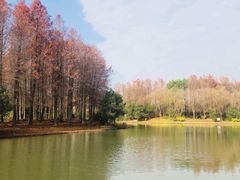 -新江湾城公园