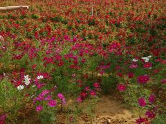 -松山湖梦幻百花洲