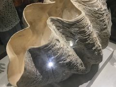 -青岛贝壳博物馆
