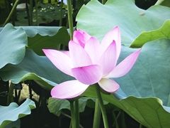 -荔湾湖公园