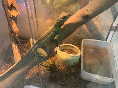 -青石桥花鸟鱼虫市场(叠翠城店)