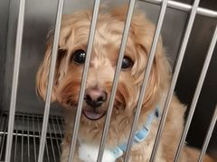 -瑞派康怡24h宠物医院·犬猫医疗中心·微创绝育(瑞景分院)