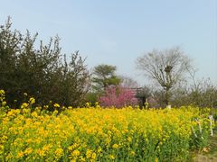 -武汉紫薇都市田园